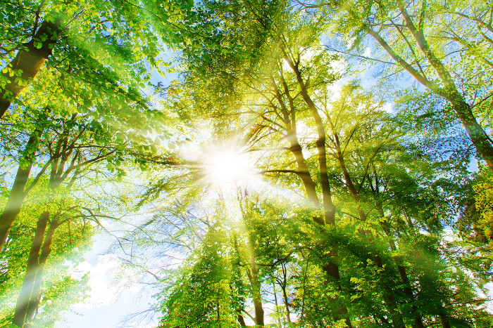Vista inferior da luz do Sol sobre uma floresta representando a fotossÃ­ntese, um exemplo cotidiano de oxidorreduÃ§Ã£o.