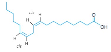 Hidrogênios determinados em estrutura espacial do ácido linoleico