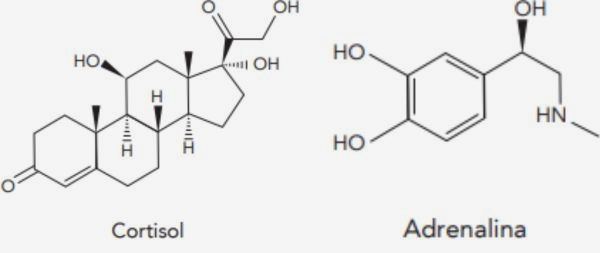 Estrutura química do cortisol e da adrenalina.