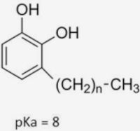 Estrutura química de substância presente no urushiol.