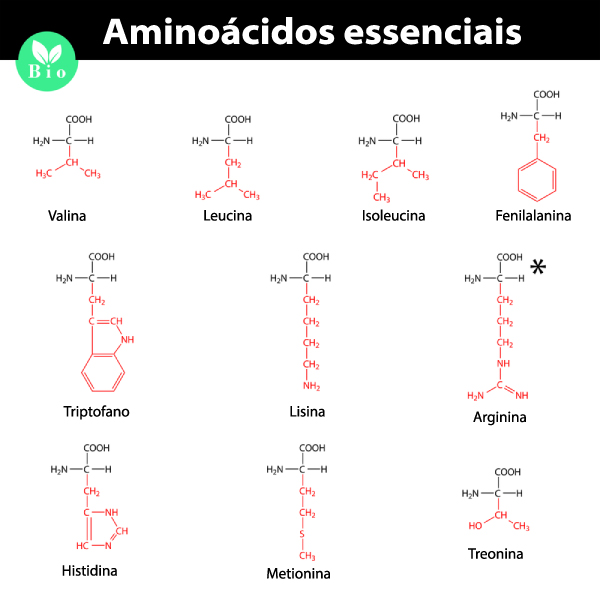 Lista com aminoácidos essenciais.