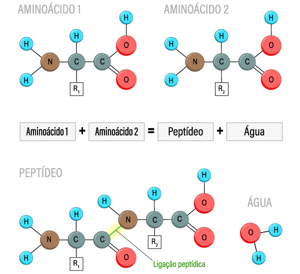 Exemplo de forma&ccedil;&atilde;o da liga&ccedil;&atilde;o pept&iacute;dica.
