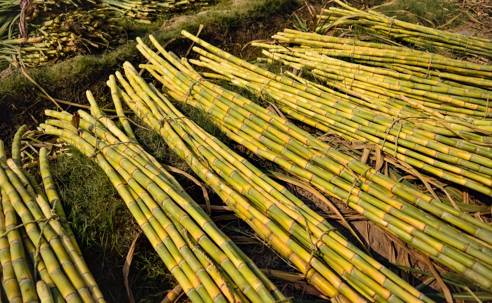 Cana-de-a&ccedil;&uacute;car para produ&ccedil;&atilde;o de etanol